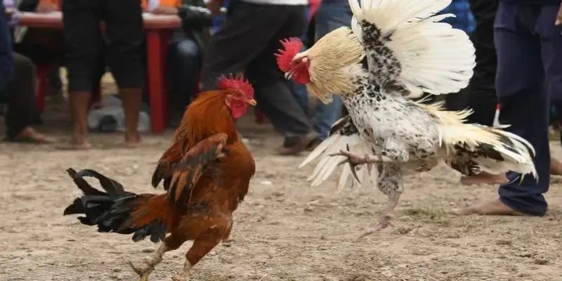 Hướng dẫn luật xem trận đấu cơ bản